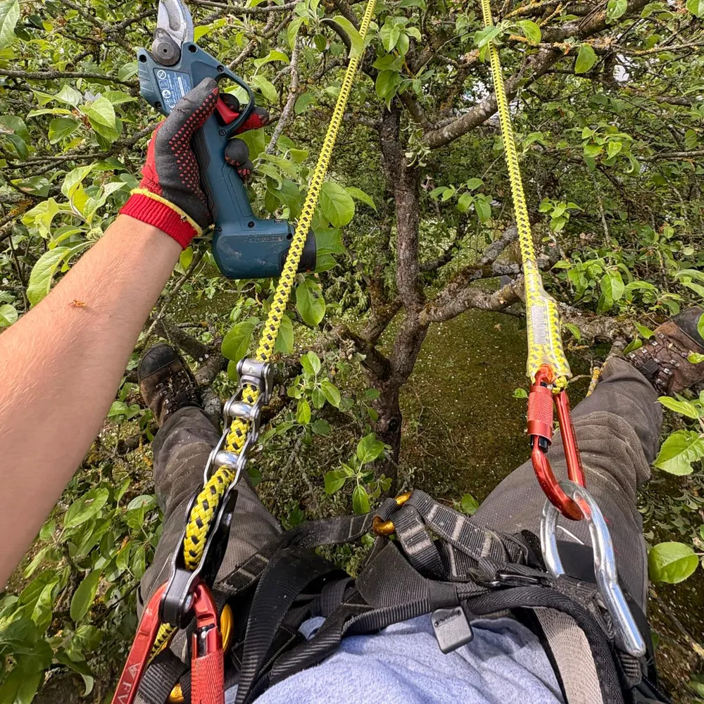 Obstbaumschnitt mit der Akku-Astschere aus dem Seil