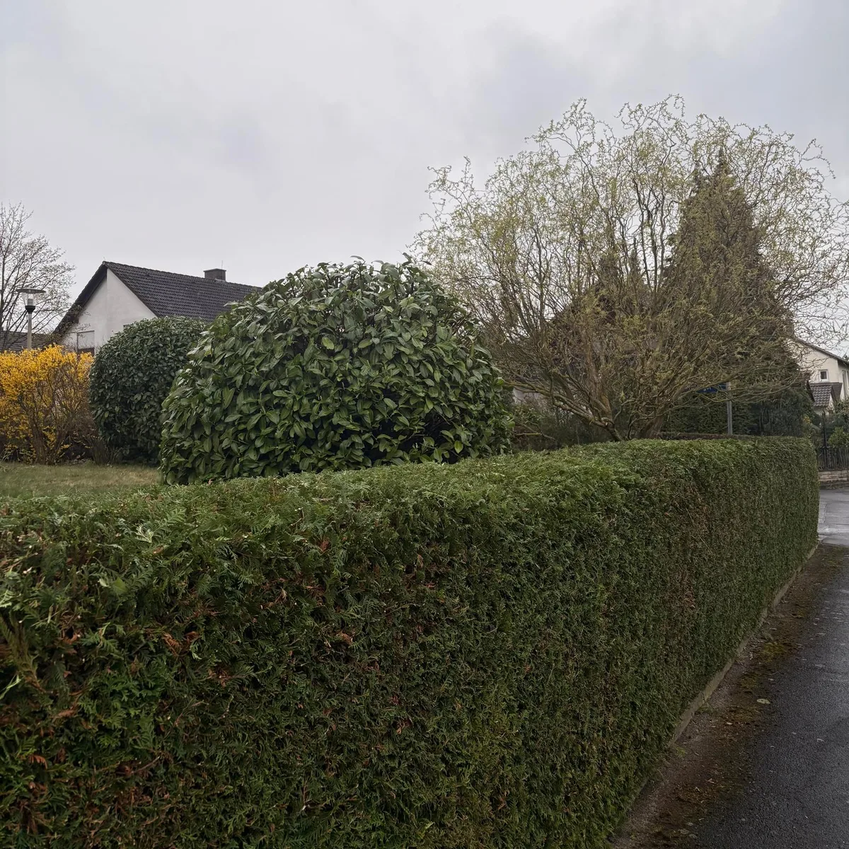 Frisch geschnittene Hecke entlang der Straße