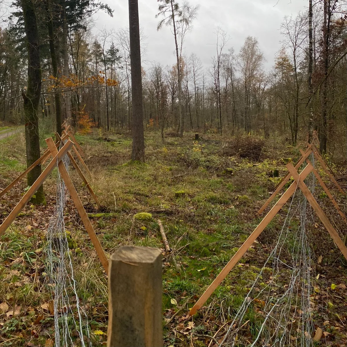 Wildschutzzaun um eine Neupflanzung im Bestand